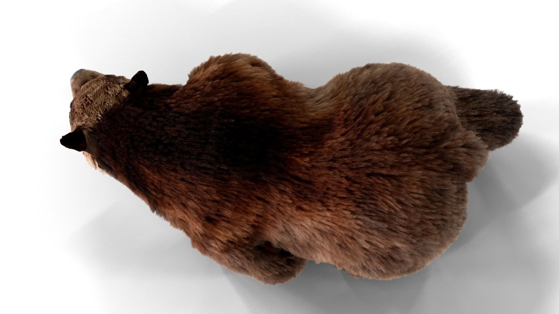 Fur Brown Bear animated  Low-poly 3D model_4