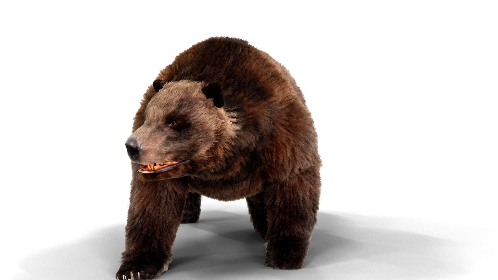 Fur Brown Bear animated  Low-poly 3D model_7