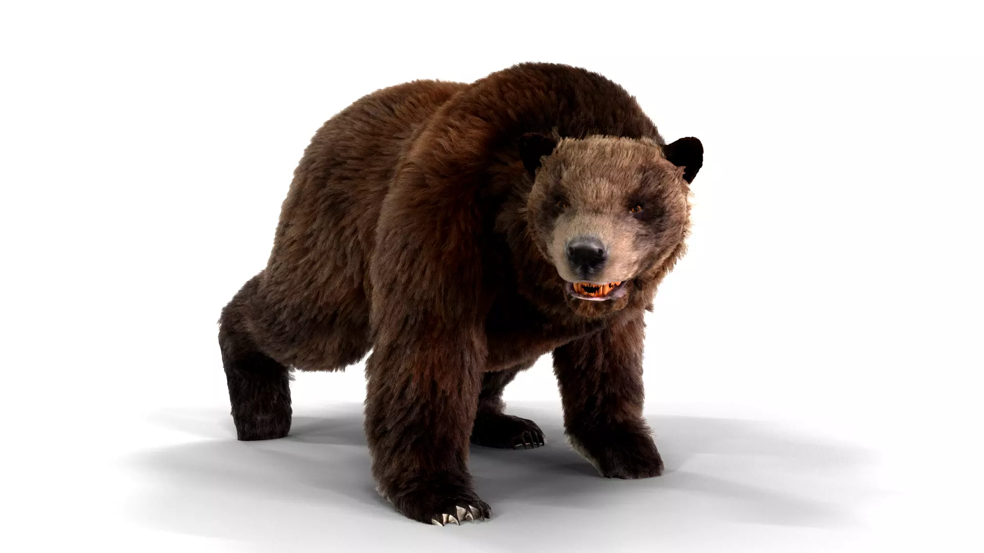 Fur Brown Bear animated  Low-poly 3D model_0
