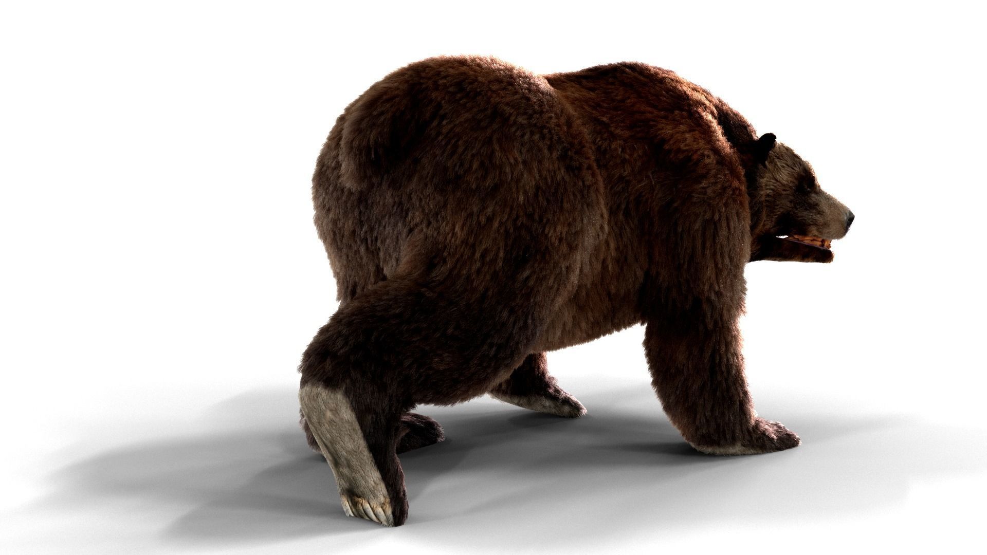 Fur Brown Bear animated  Low-poly 3D model_3
