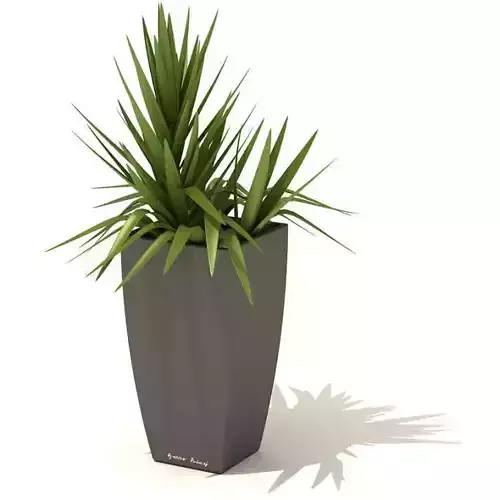 Green Interior Potted Plant