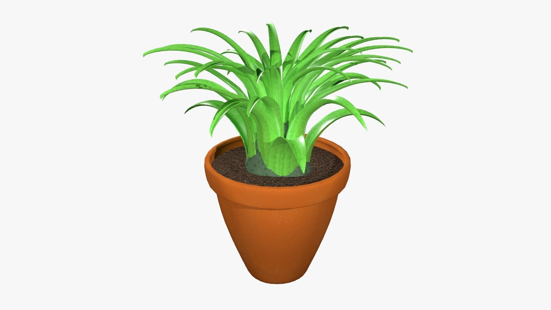 Tillandsia plant 3D model_19
