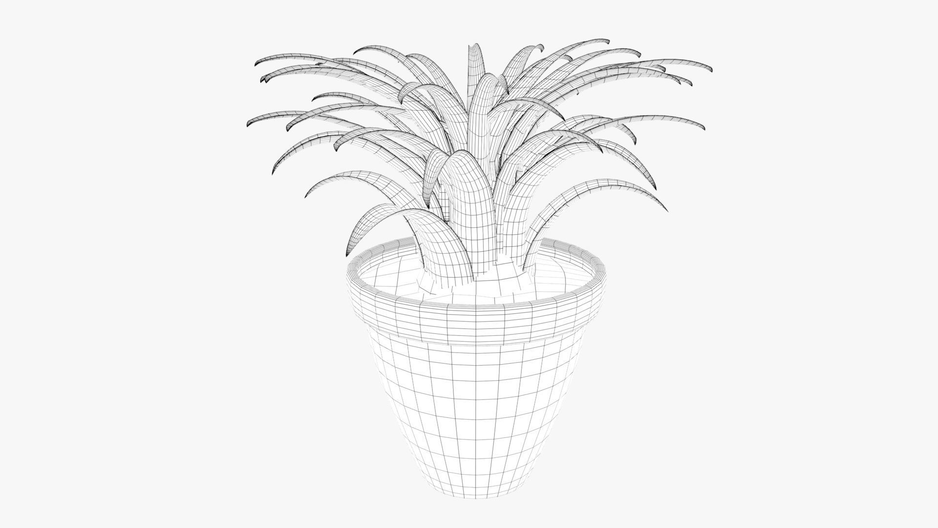 Tillandsia plant 3D model_24