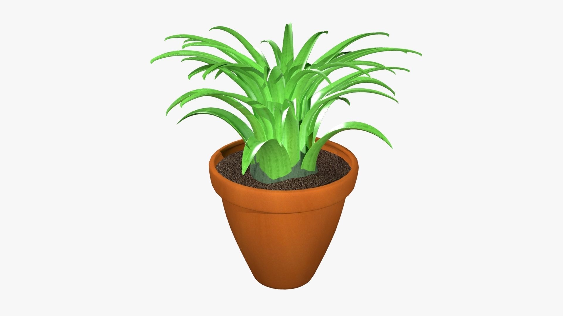 Tillandsia plant 3D model_12