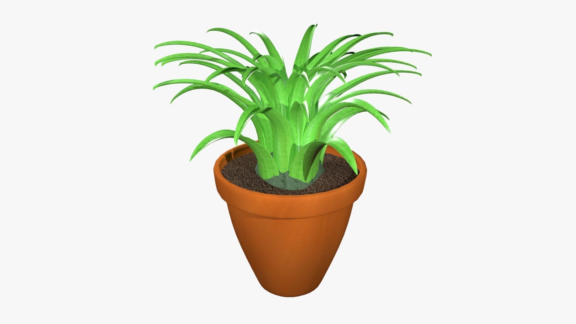 Tillandsia plant 3D model_15