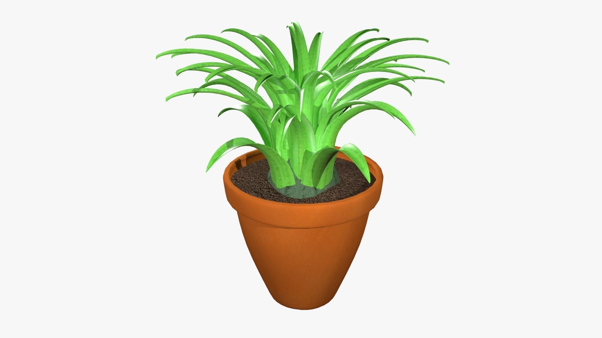 Tillandsia plant 3D model_5