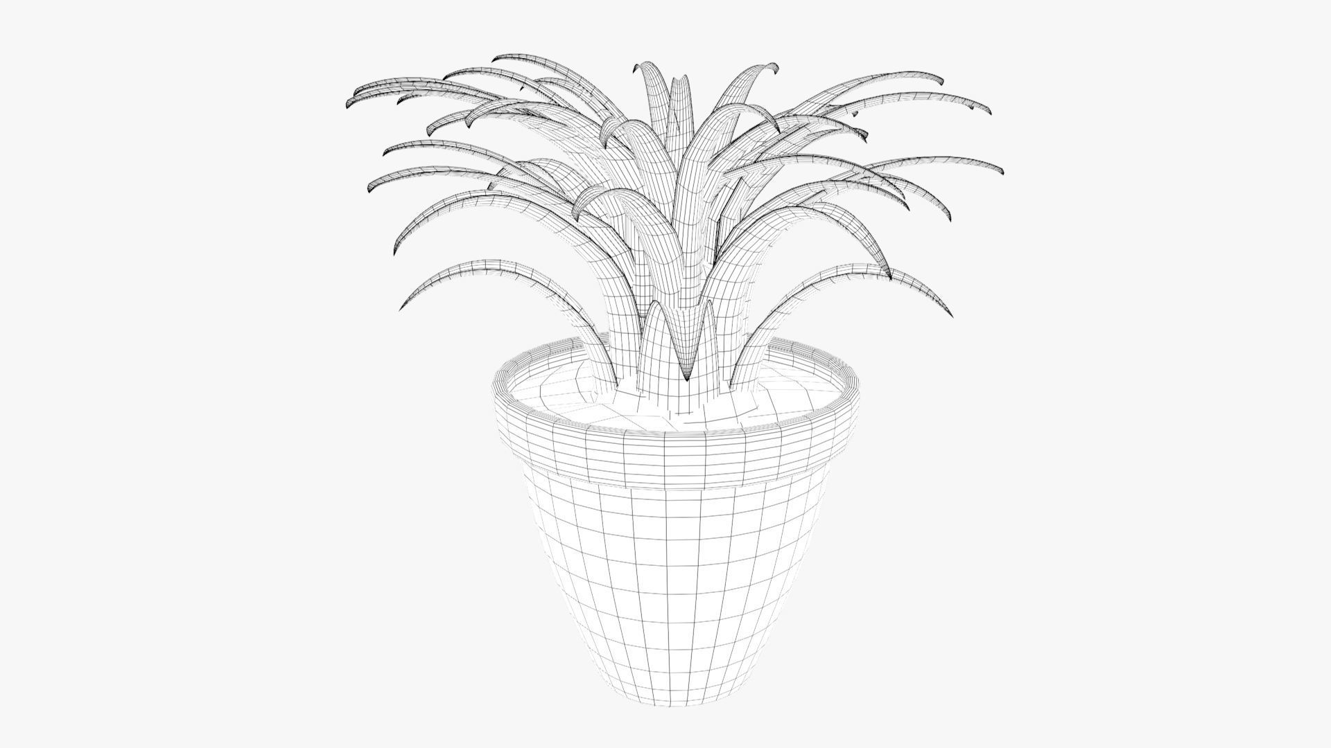 Tillandsia plant 3D model_25