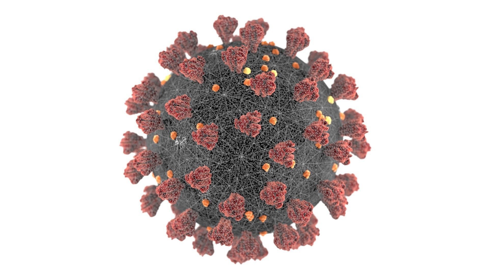 Realistic 3d model of the sars-cov-2 covid-19 virus cell 3D model_1