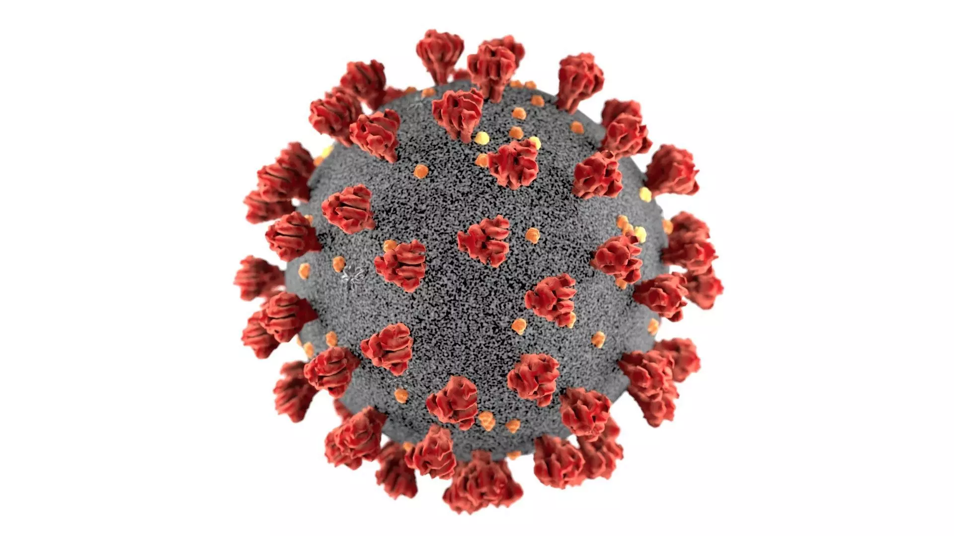 Realistic 3d model of the sars-cov-2 covid-19 virus cell 3D model_0
