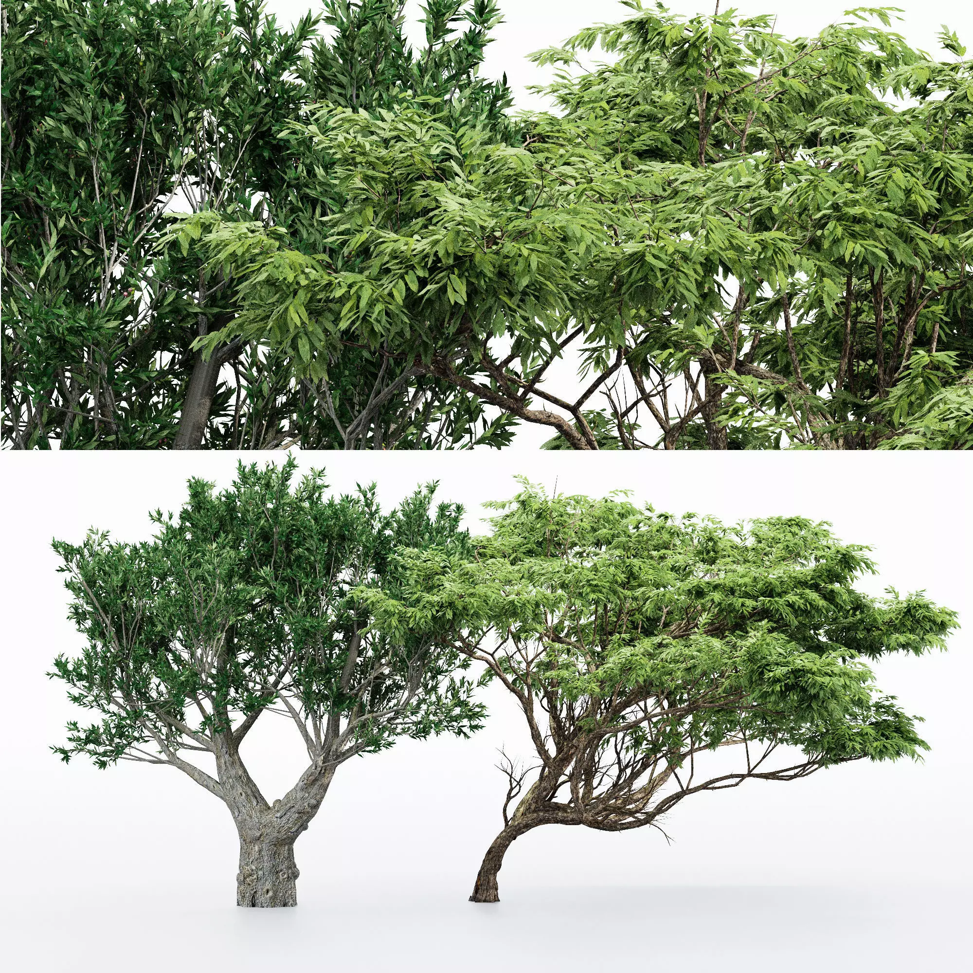 Acacia African Olive tree collection 2 trees in the scene 3D model_0