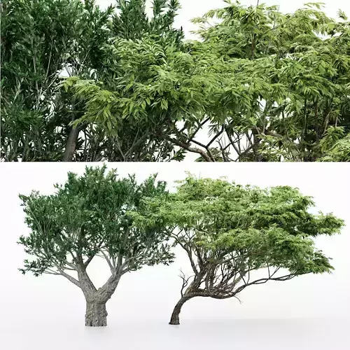   Acacia African Olive tree collection 2 trees in the scene 3D model