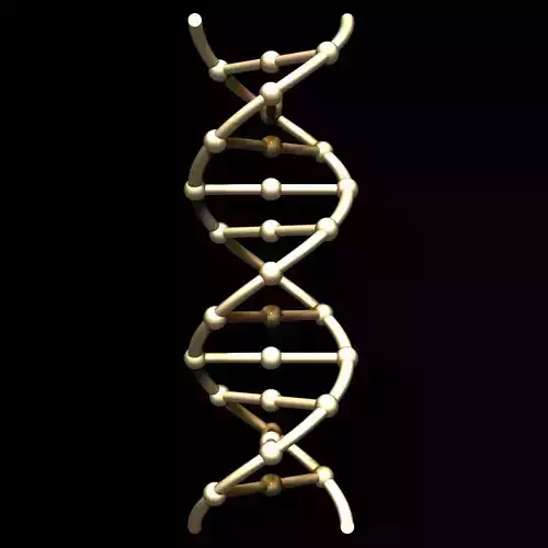 DNA Chain 3D model