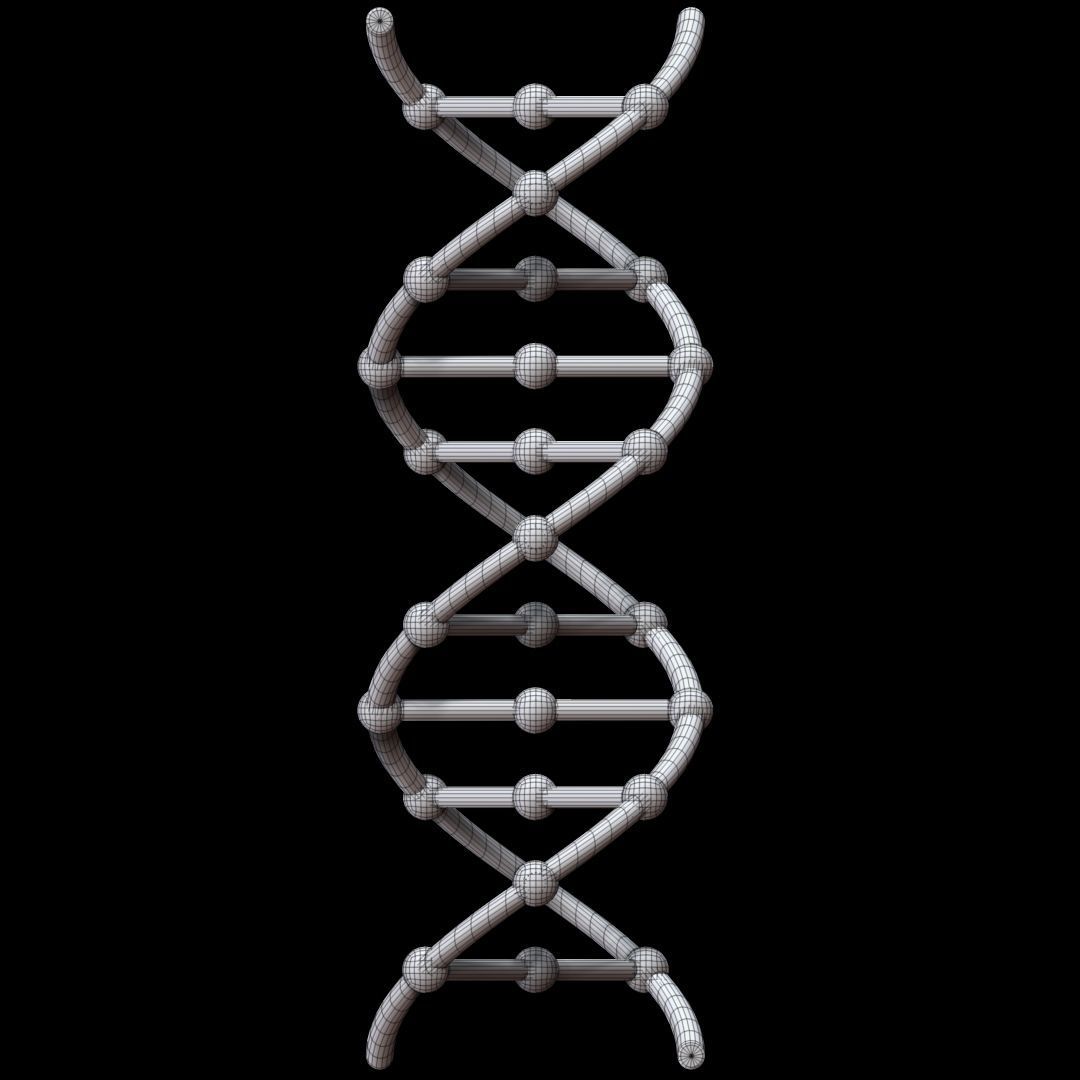 DNA Chain 3D model_6
