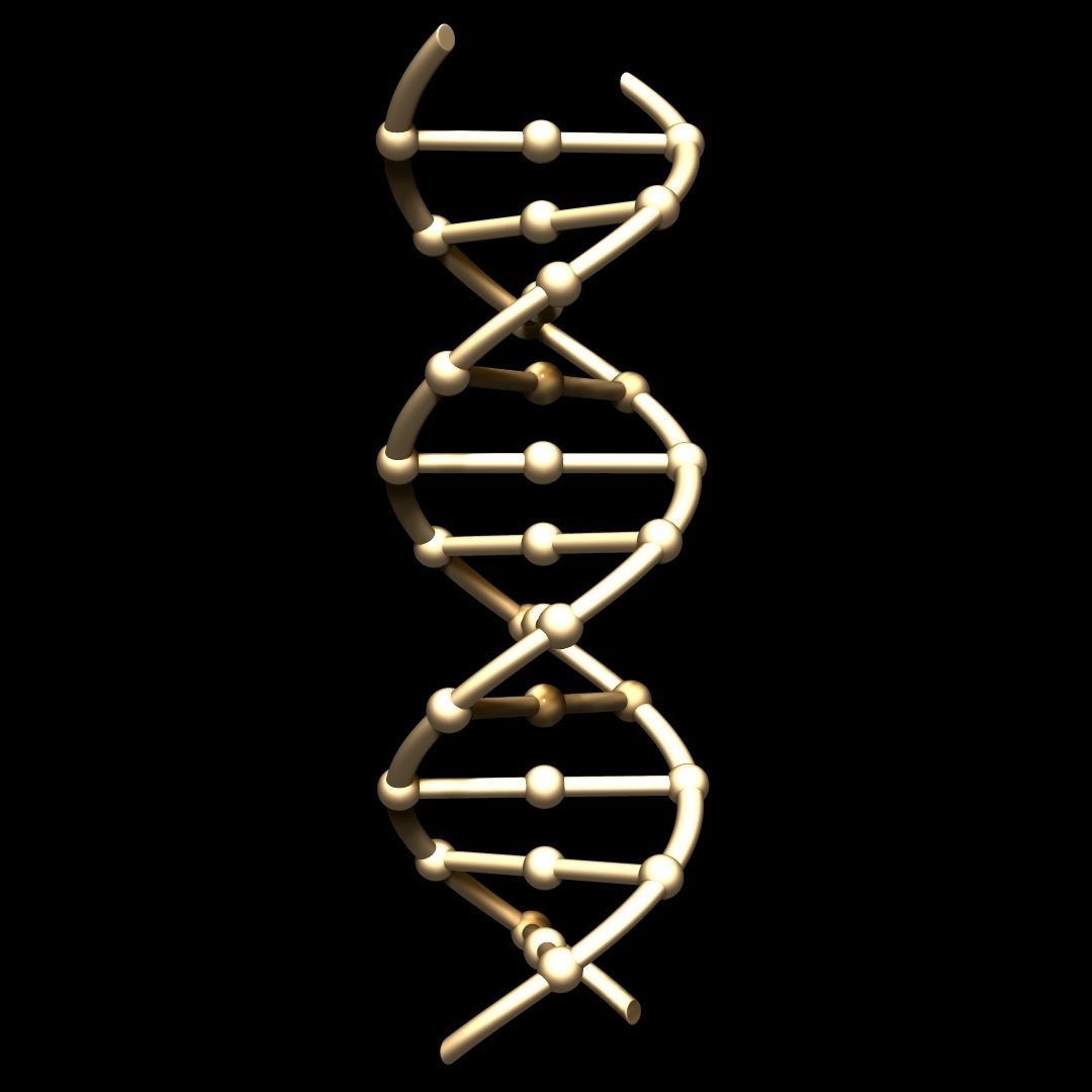 DNA Chain 3D model_1