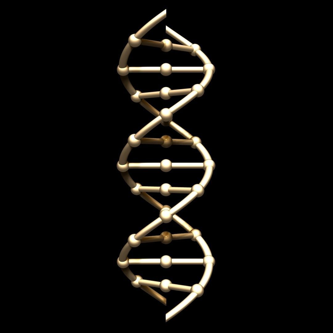 DNA Chain 3D model_2