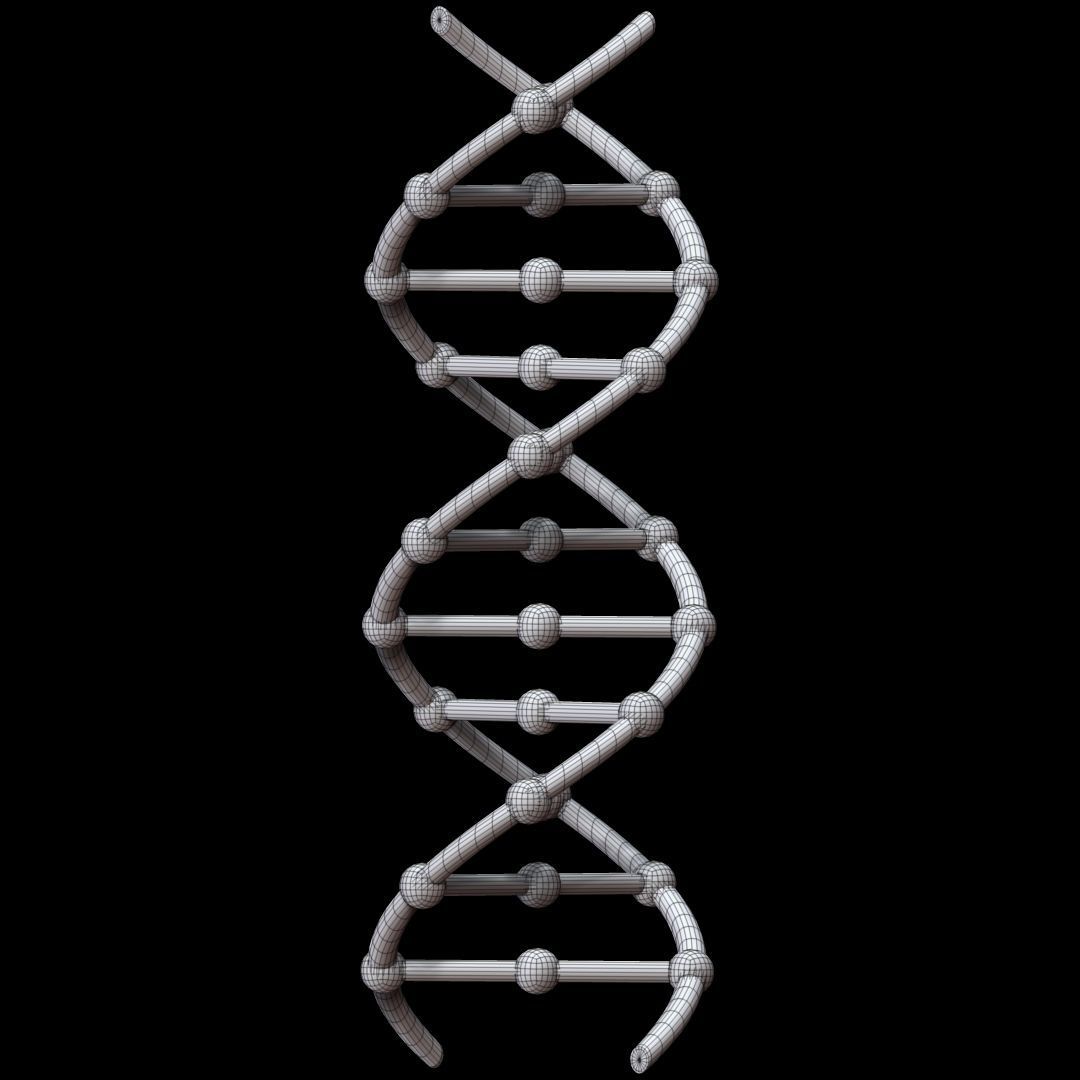 DNA Chain 3D model_9