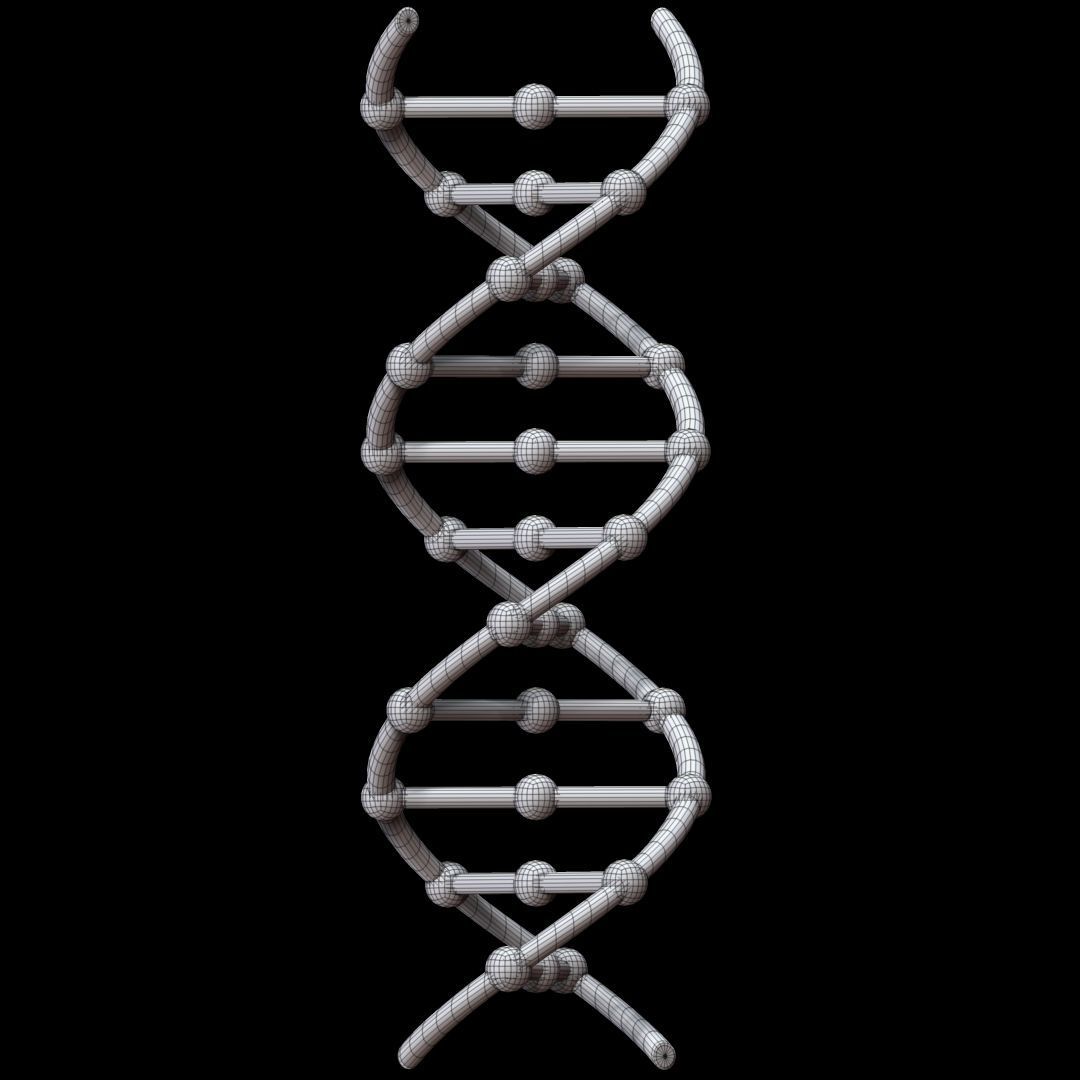 DNA Chain 3D model_7