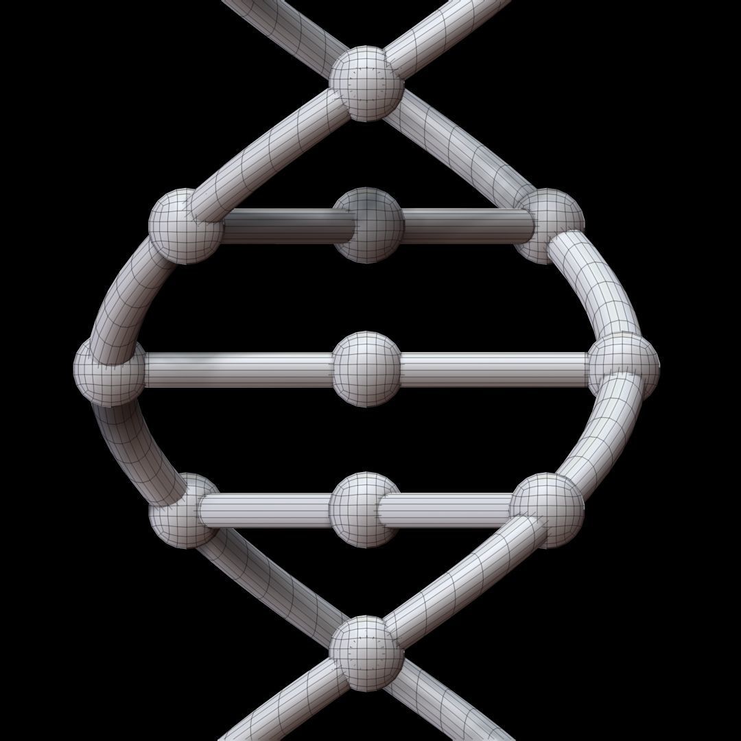 DNA Chain 3D model_10