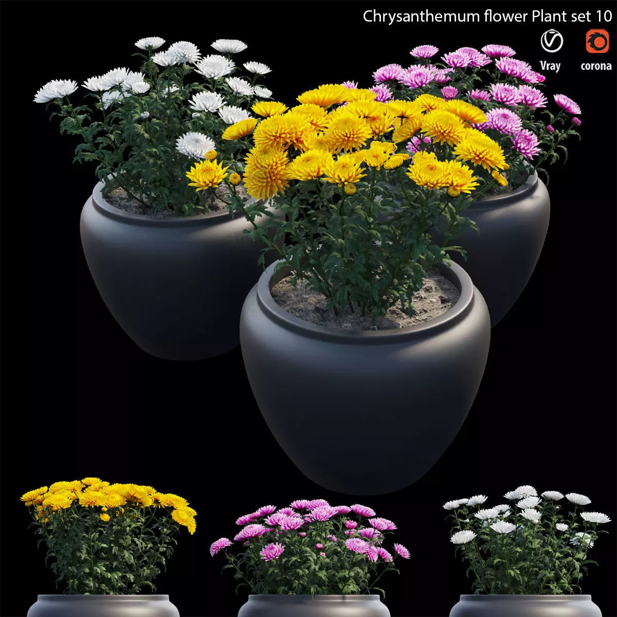 Chrysanthemum flower Plant set 10 3D model_0
