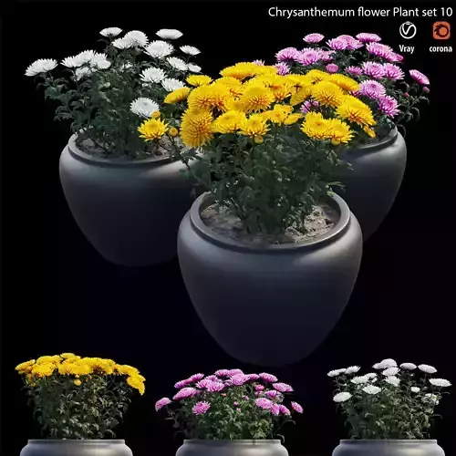 Chrysanthemum flower Plant set 10 3D model