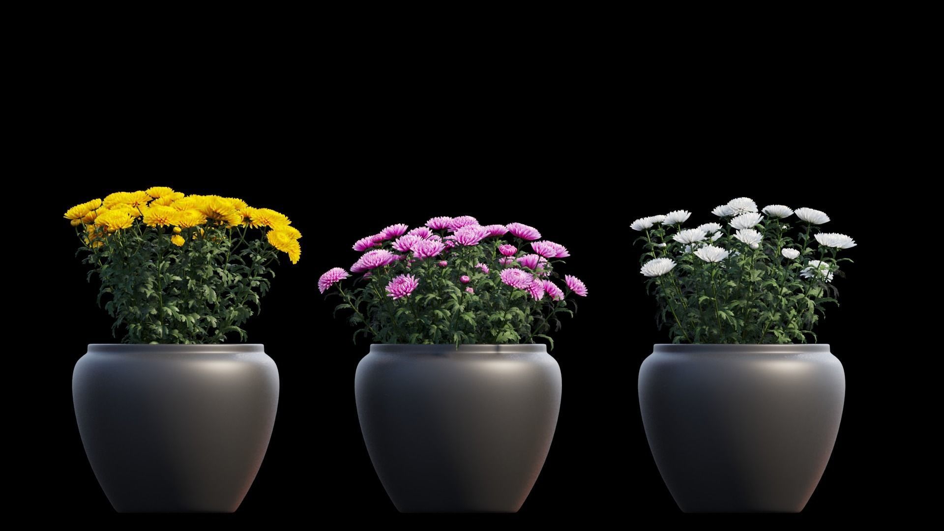 Chrysanthemum flower Plant set 10 3D model_8