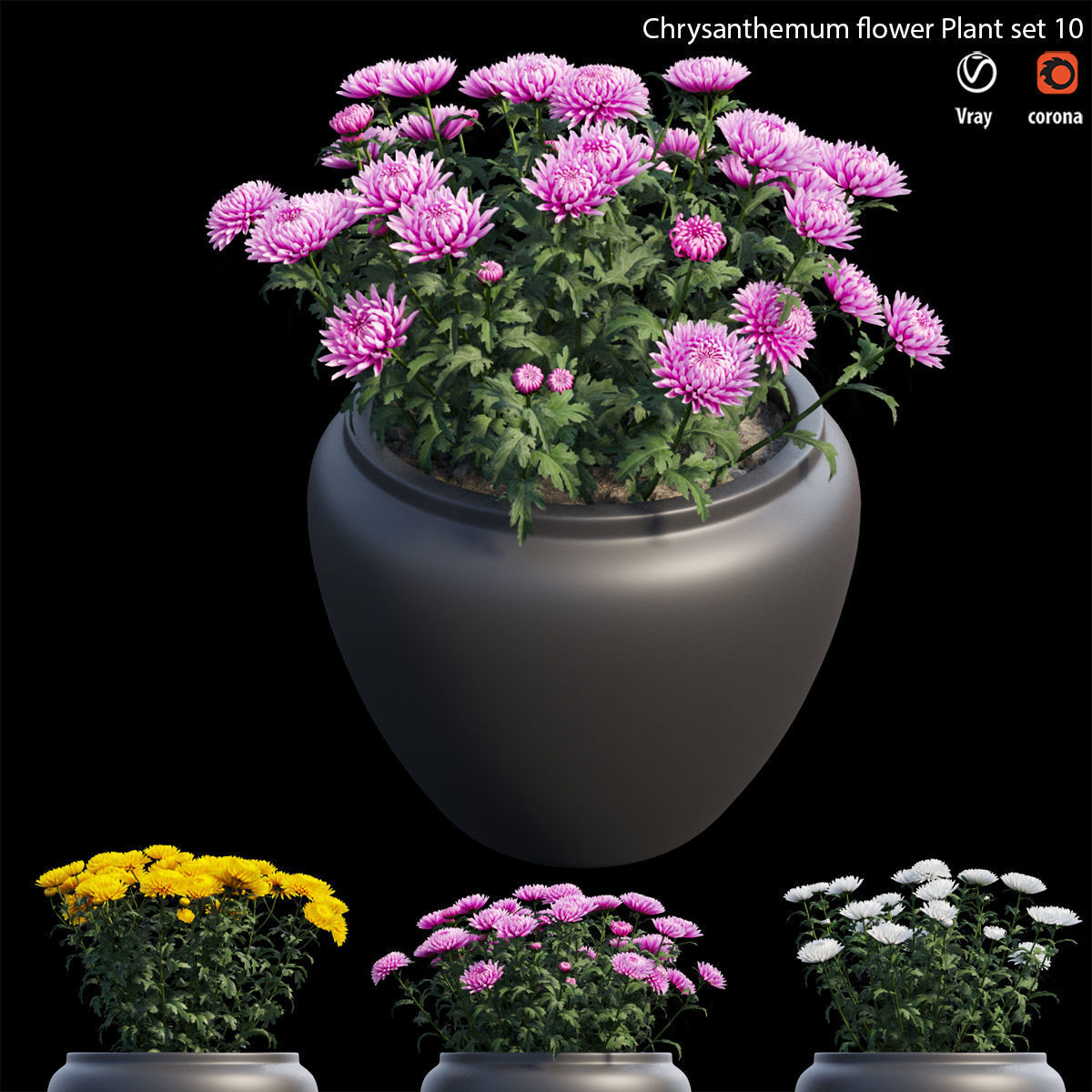 Chrysanthemum flower Plant set 10 3D model_3