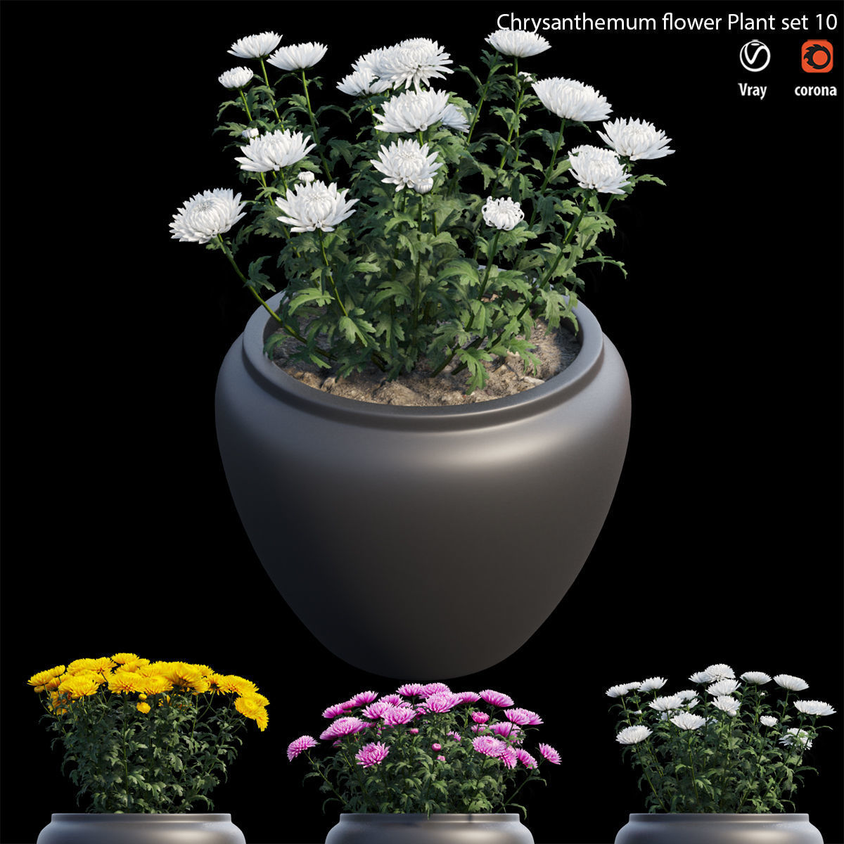 Chrysanthemum flower Plant set 10 3D model_1