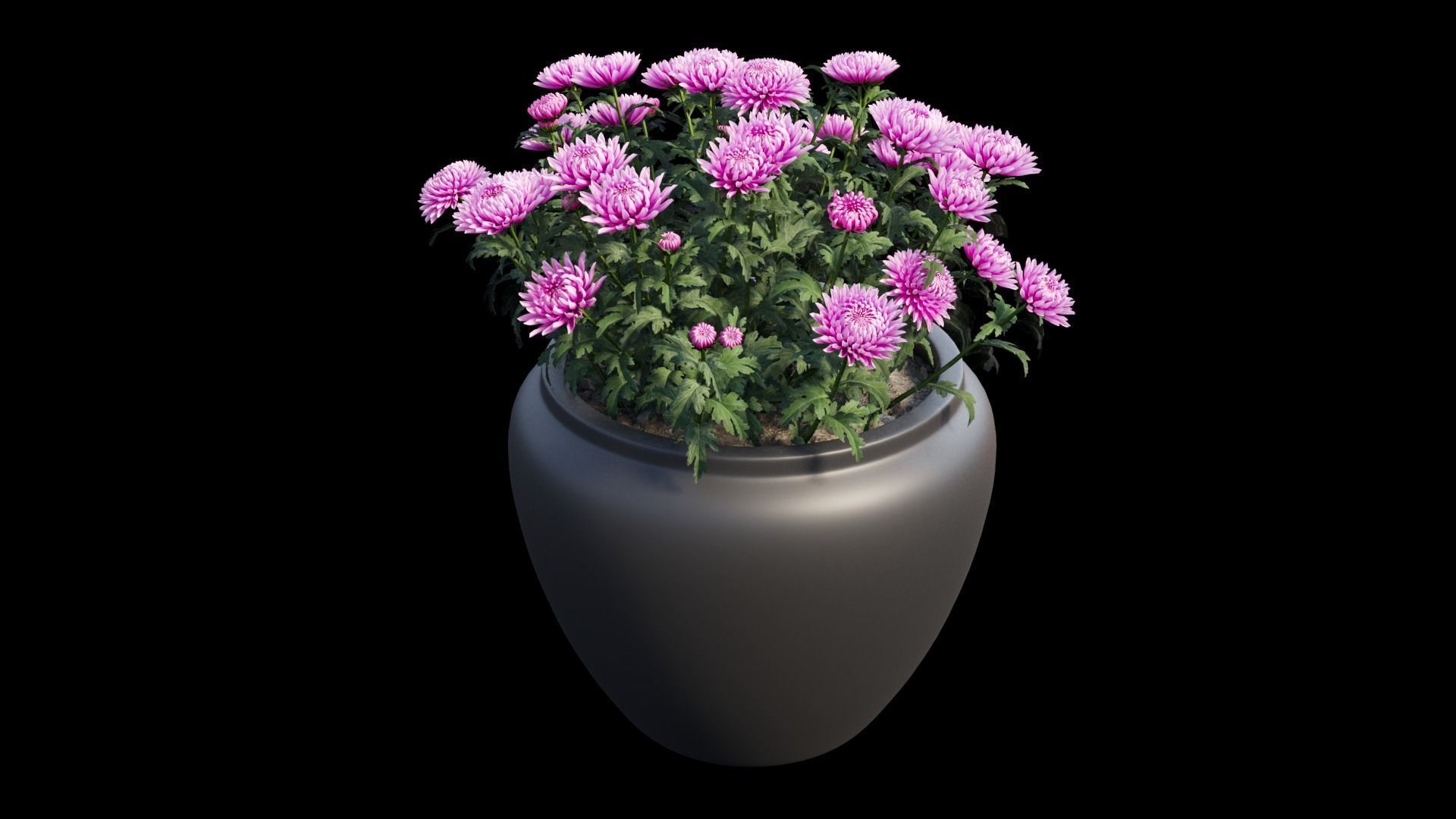 Chrysanthemum flower Plant set 10 3D model_10