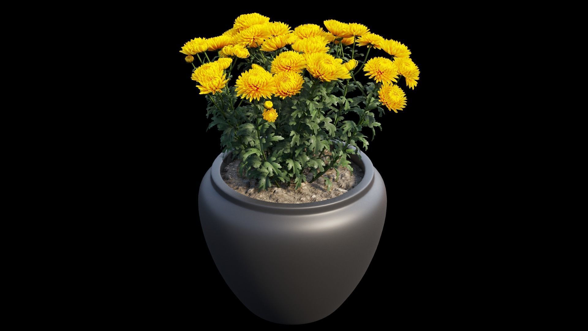 Chrysanthemum flower Plant set 10 3D model_11