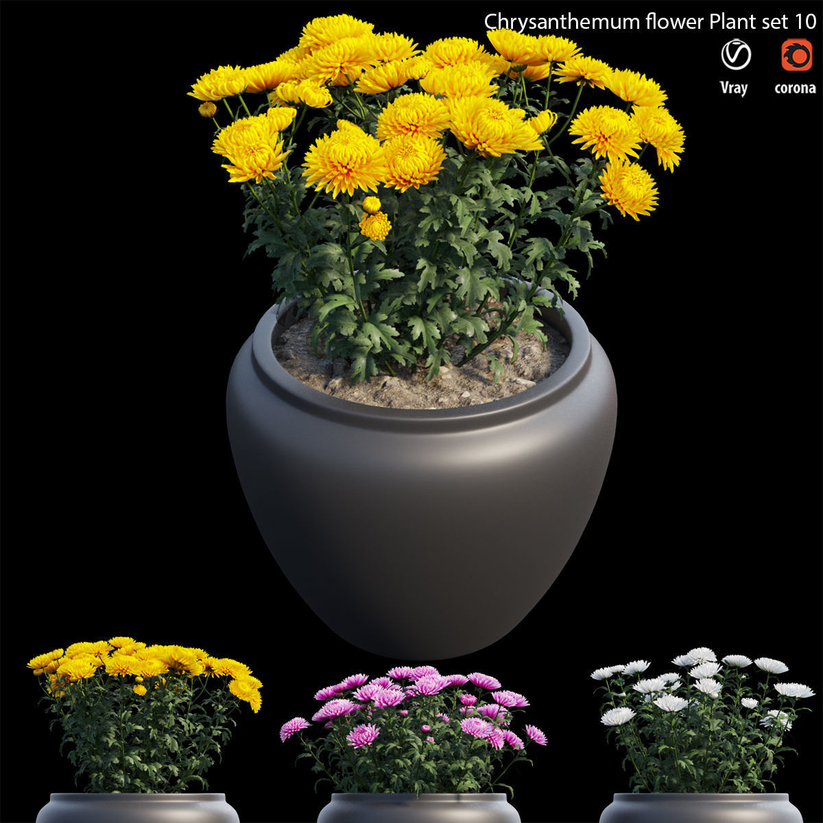 Chrysanthemum flower Plant set 10 3D model_2