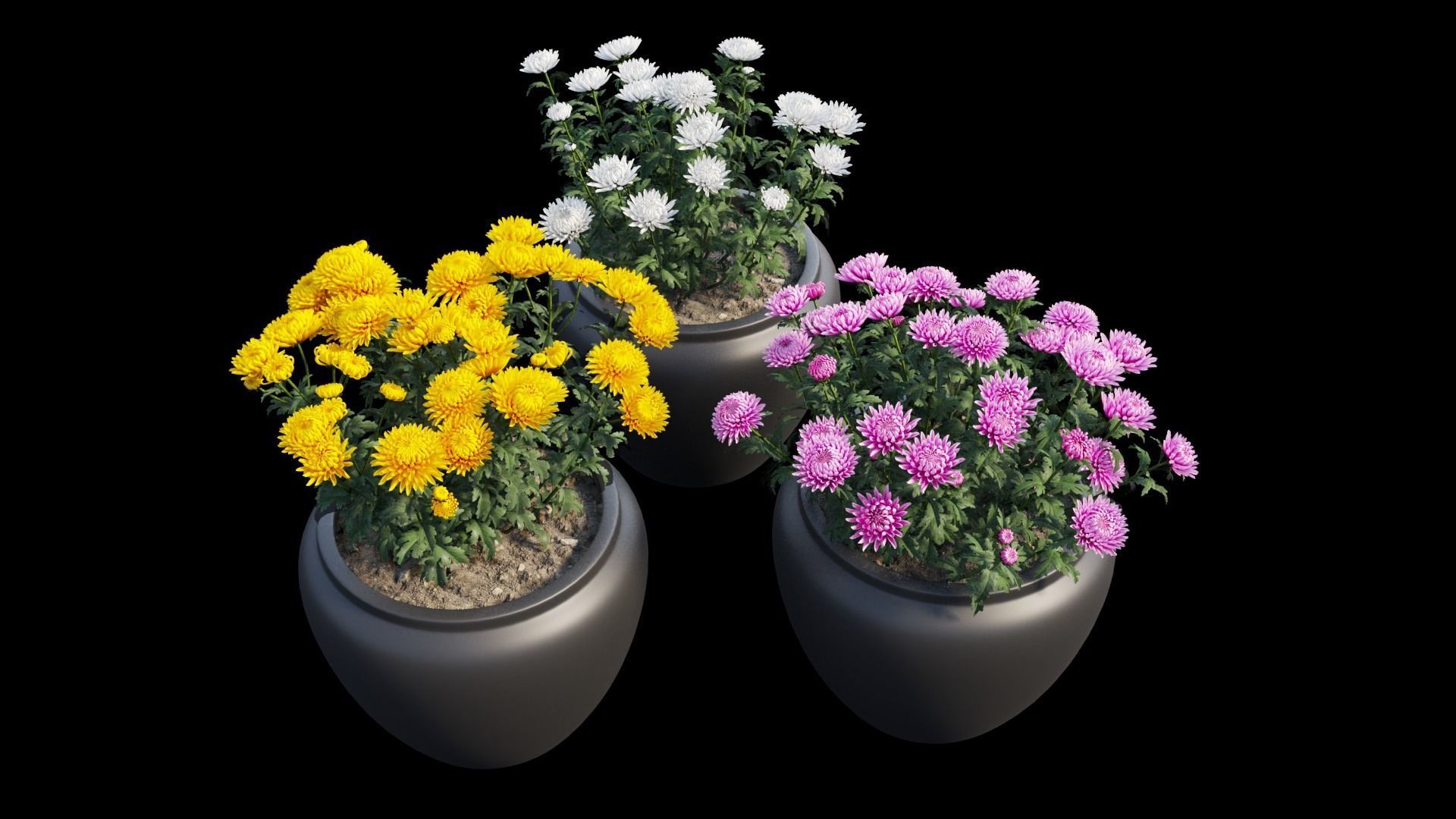 Chrysanthemum flower Plant set 10 3D model_12