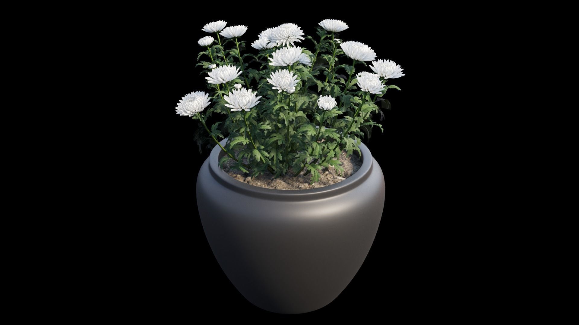 Chrysanthemum flower Plant set 10 3D model_9