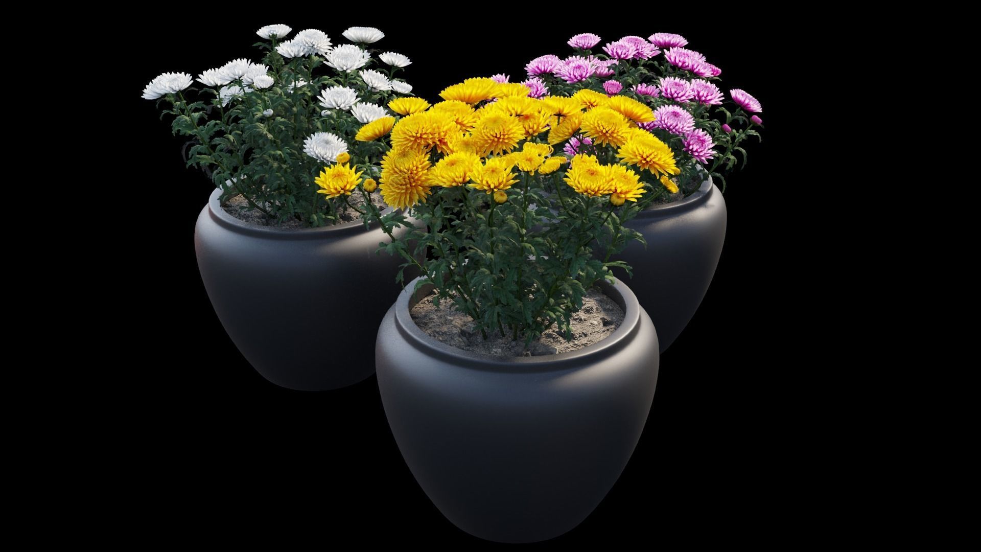Chrysanthemum flower Plant set 10 3D model_6