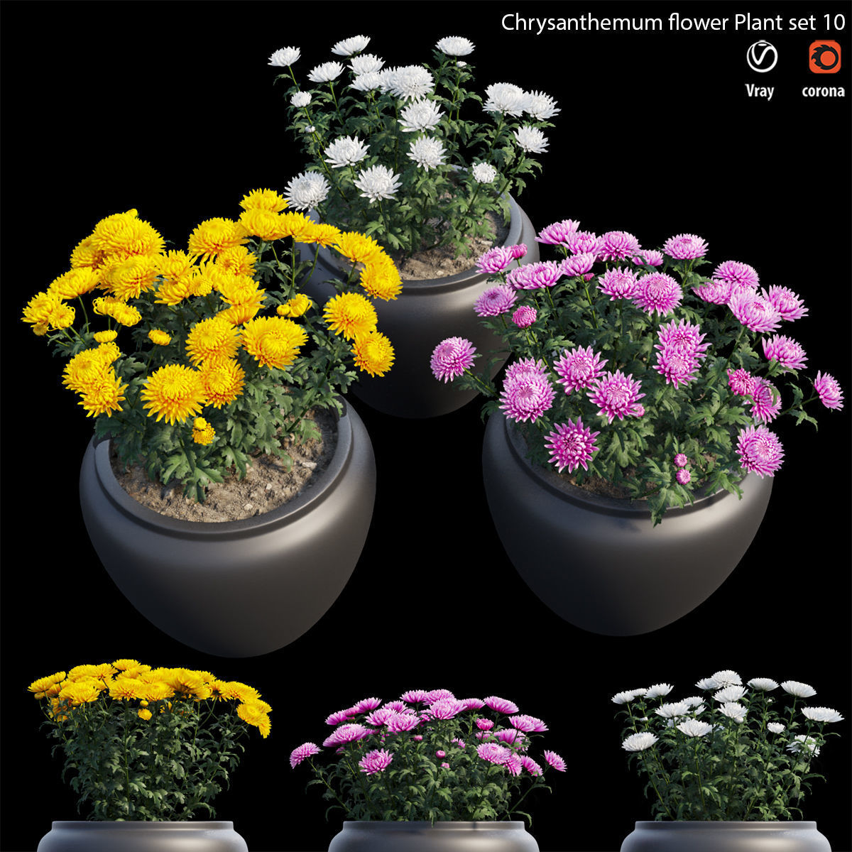 Chrysanthemum flower Plant set 10 3D model_4