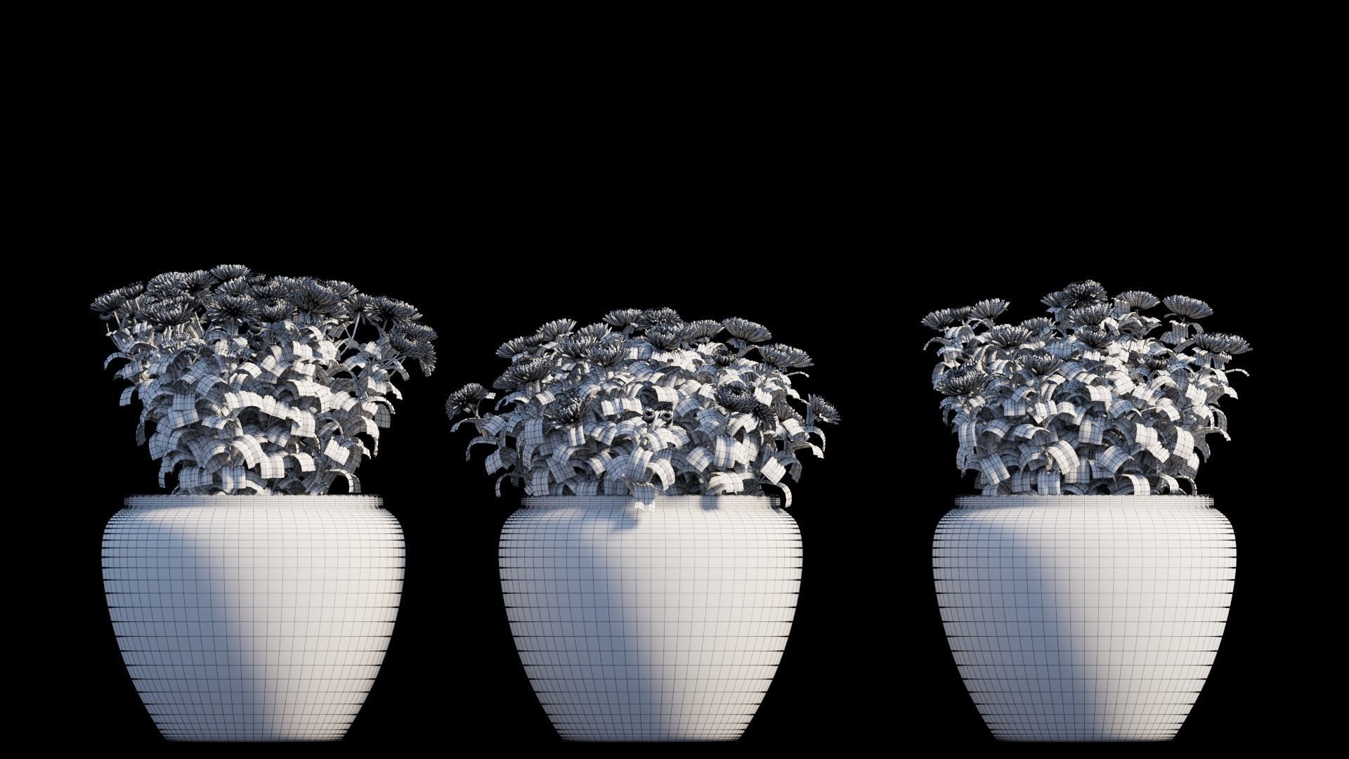Chrysanthemum flower Plant set 10 3D model_7