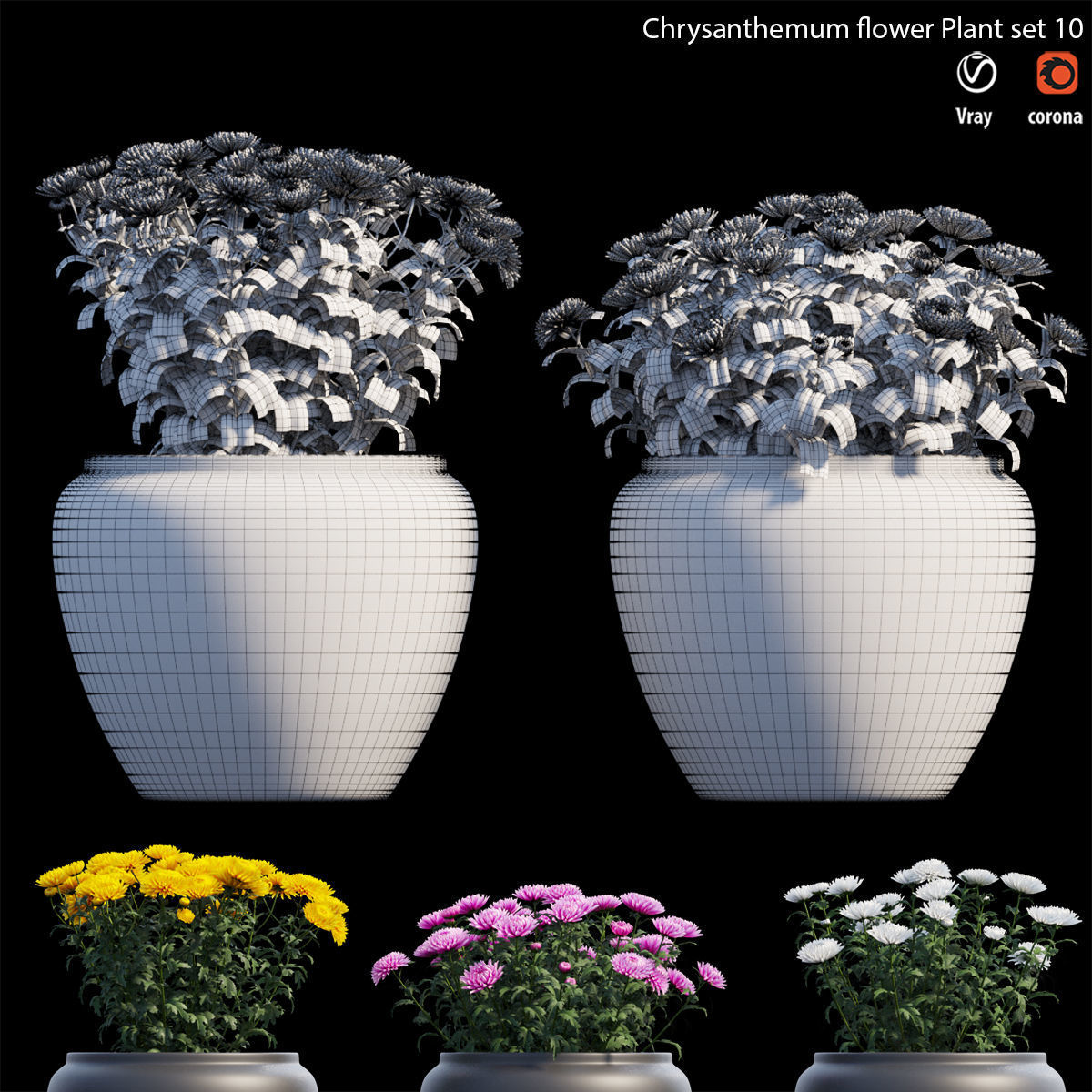 Chrysanthemum flower Plant set 10 3D model_5