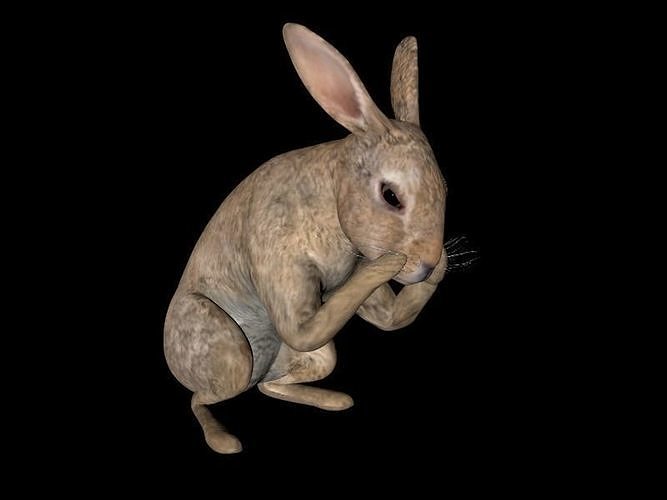 Rabbit Animation 3D model