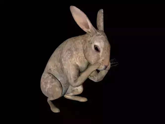 Rabbit Animation