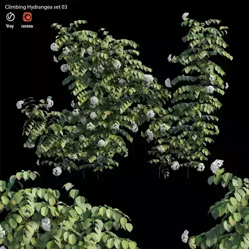 Climbing Hydrangea set 03