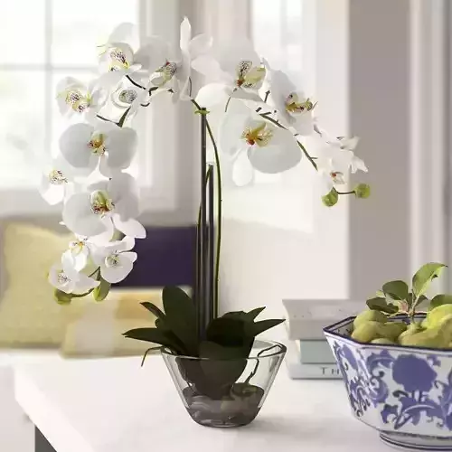 Phalaenopsis Orchid Floral Arrangement in Vase 3D model