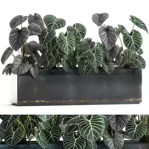 Anthurium clarinervium in a pot for the interior 889 3D model
