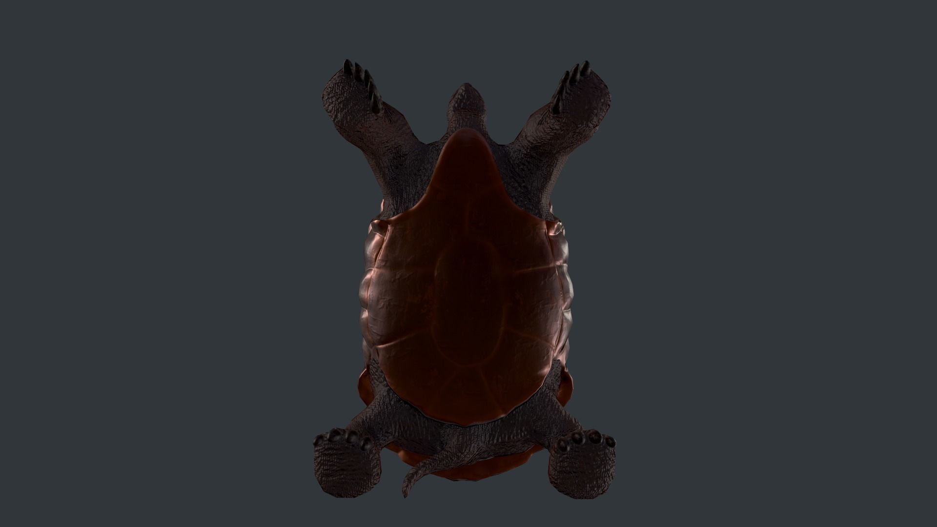 Turtle bear Low-poly 3D model_6