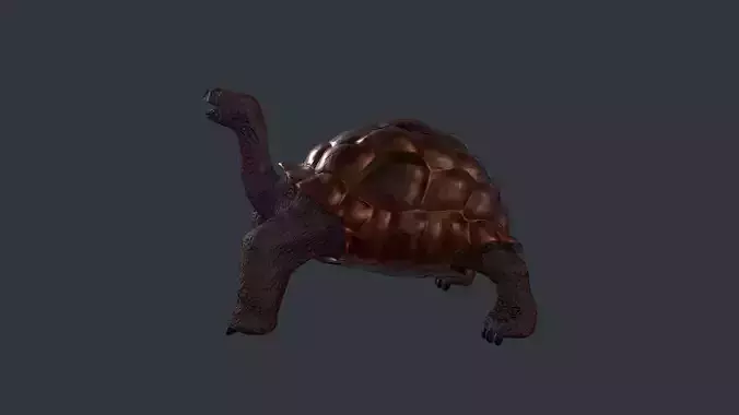 Turtle bear