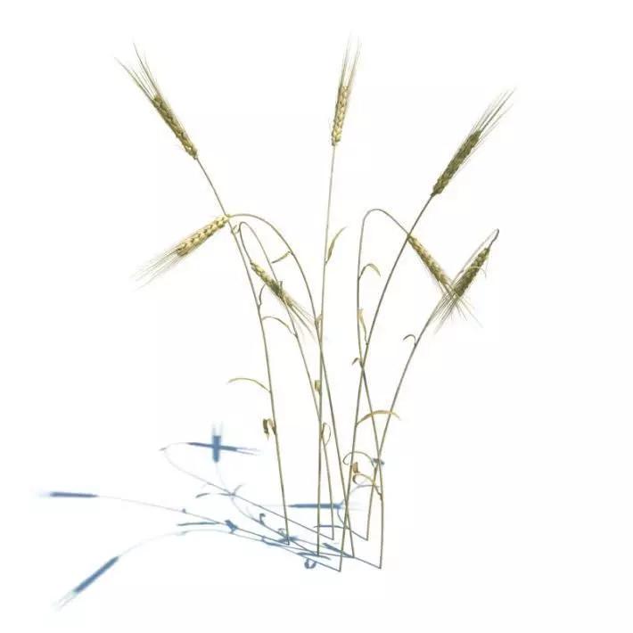 Golden Brown Stalks Of Wheat 3D model_0