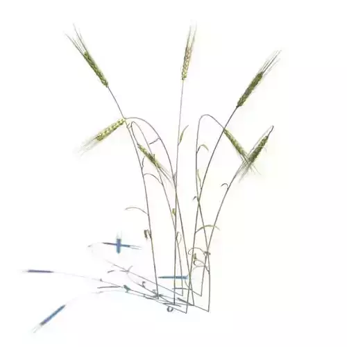 Golden Brown Stalks Of Wheat