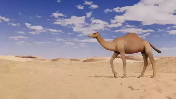 Camel LowPoly in desert