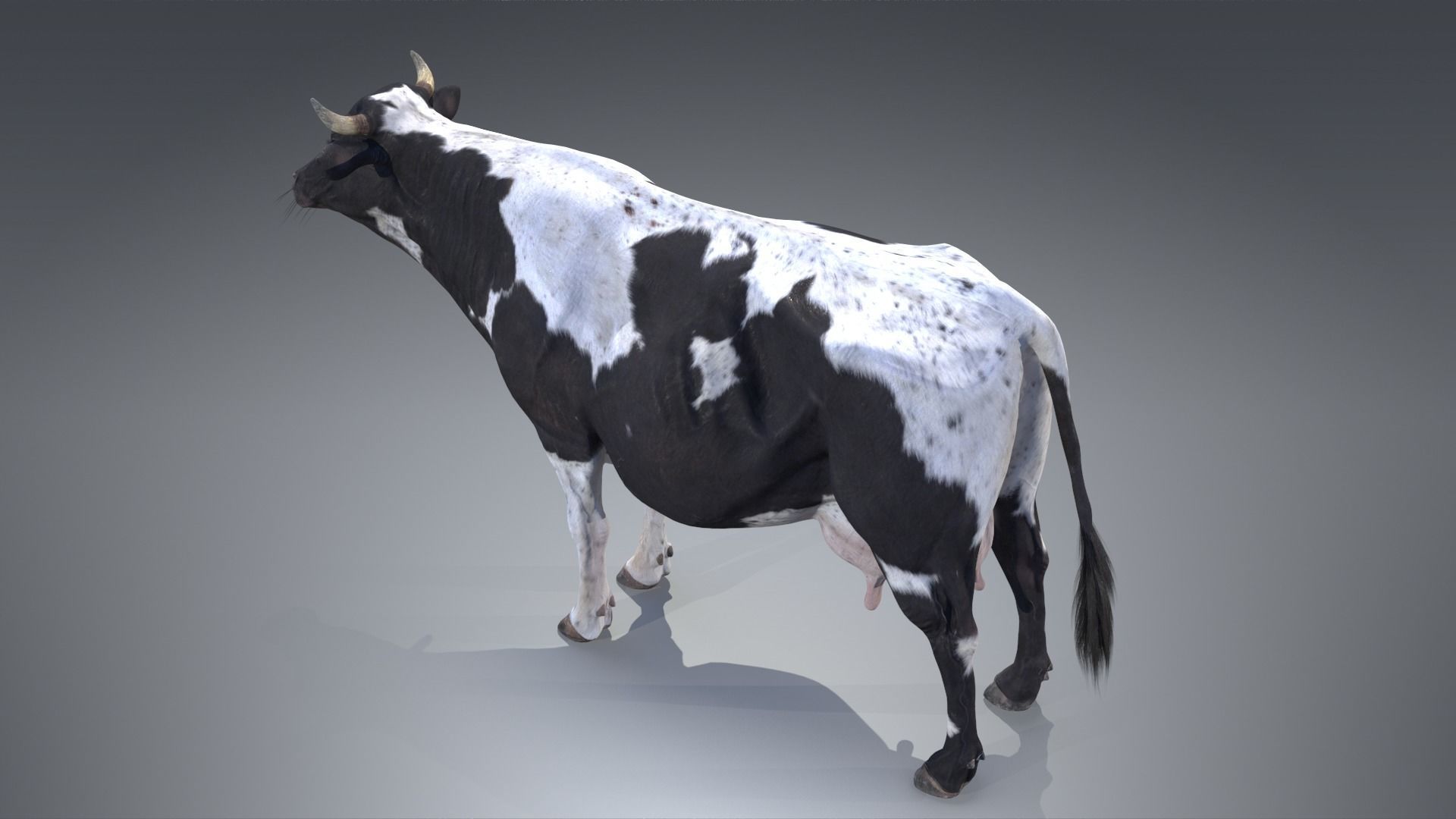 Dairy Cow PBR Low-poly 3D model_5
