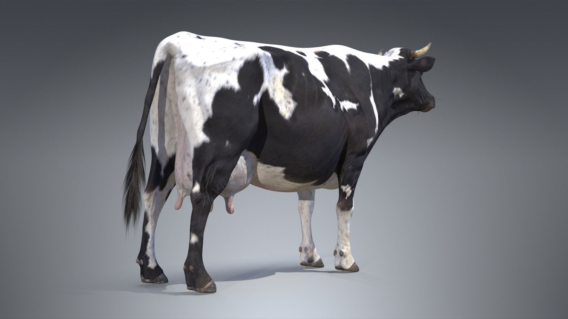 Dairy Cow PBR Low-poly 3D model_4