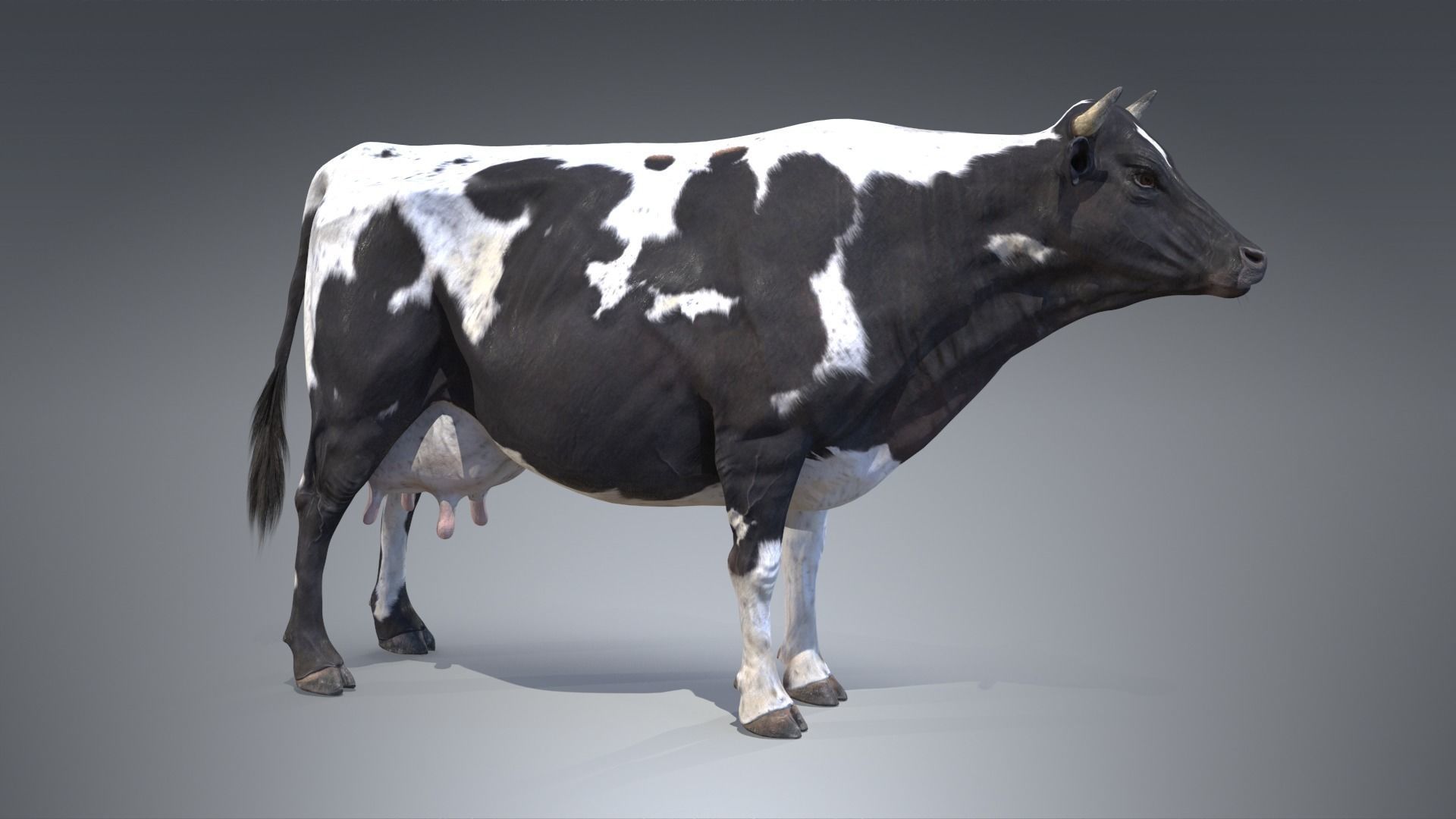Dairy Cow PBR Low-poly 3D model_3