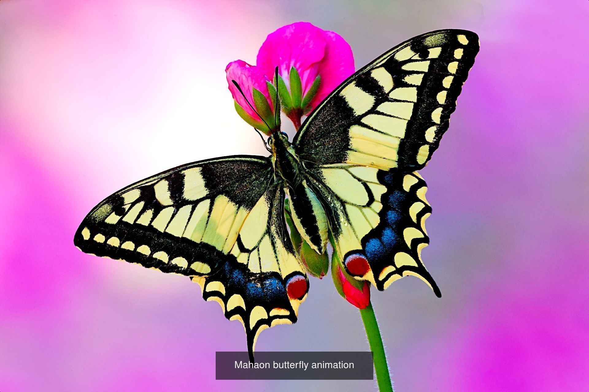 butterflies animation 3D Model Collection_9